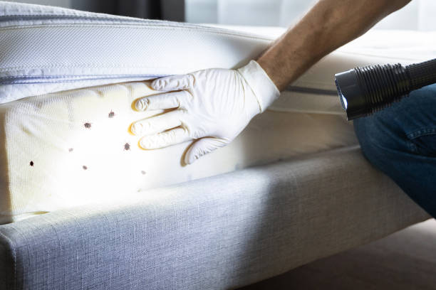 Best Wasp Removal Services  in Honeygo, MD