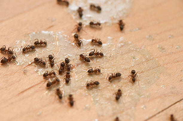 Insect Control in Honeygo, MD